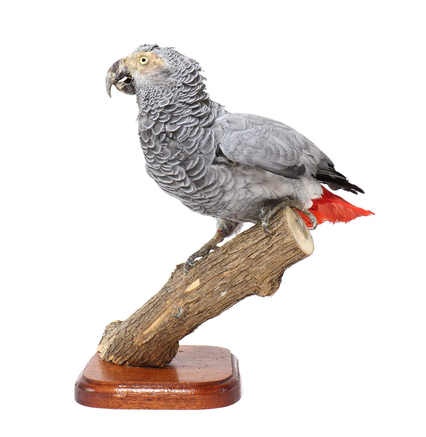 Lot 228 - A taxidermy African grey parrot,