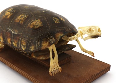 Lot 365 - RED-FOOTED TORTOISE