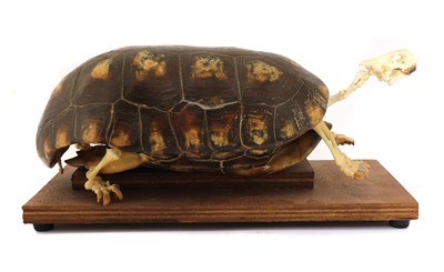 Lot 365 - RED-FOOTED TORTOISE