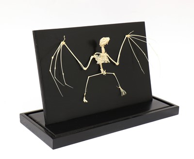 Lot 227 - An articulated skeleton of a vampire bat