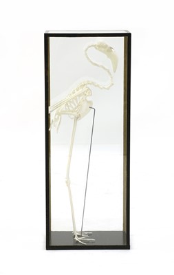Lot 227 - An articulated lesser flamingo skeleton