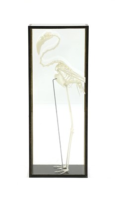 Lot 227A - An articulated lesser flamingo skeleton