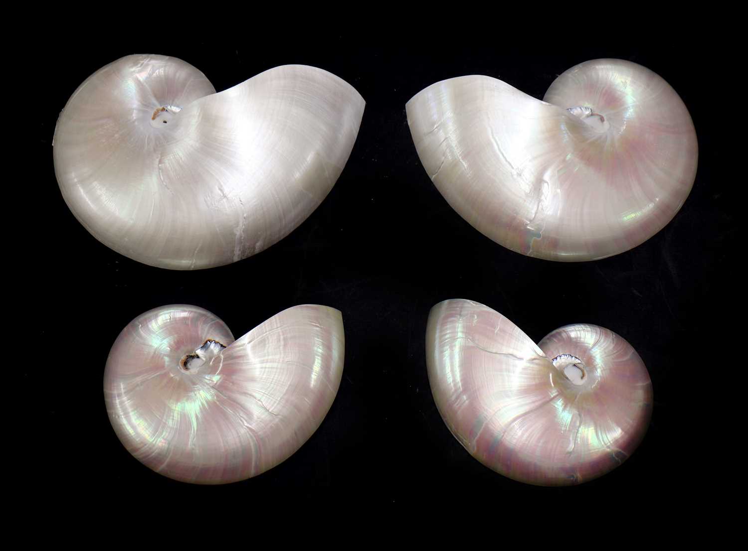 Nautiles Shells Lot 493 - NAUTILUS SHELLS,