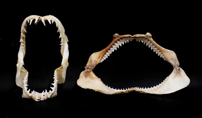 Lot 451 - Two articulated shark jaws