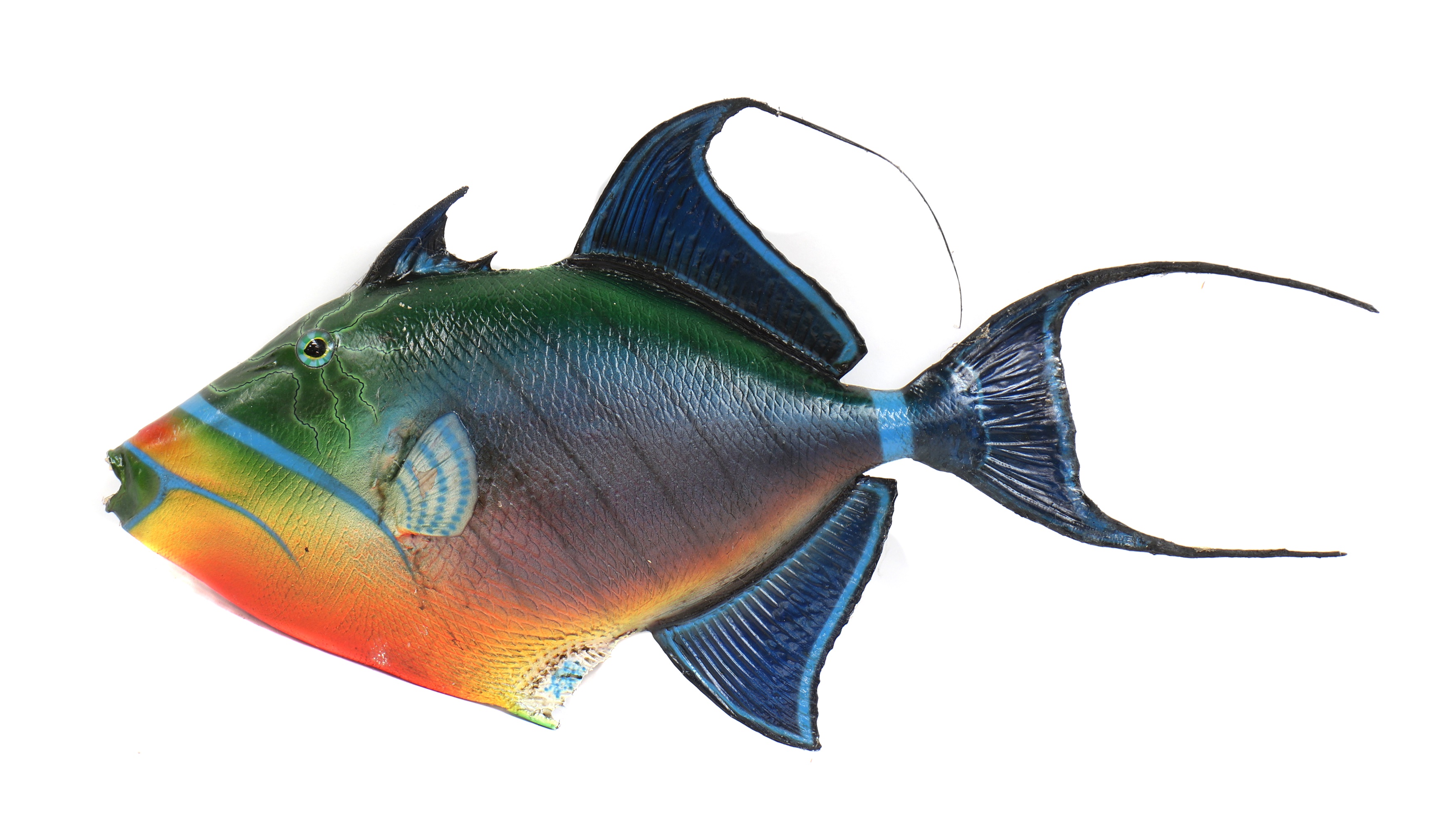 Lot 490 - TITAN TRIGGERFISH,