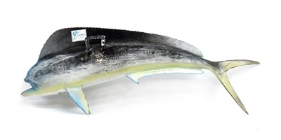 Lot 487 - MAHI MAHI