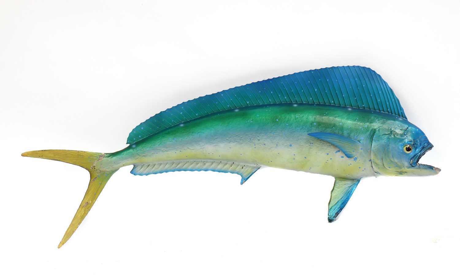 Lot 487 - MAHI MAHI