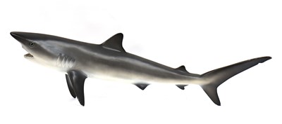 Lot 484 - BLUE SHARK