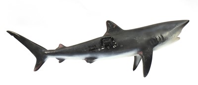 Lot 484 - BLUE SHARK