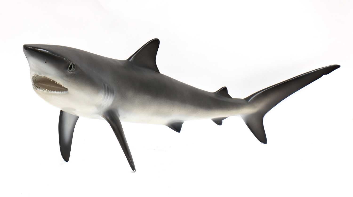 Lot 484 - BLUE SHARK