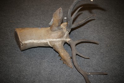 Lot 21 - PUNK STAG