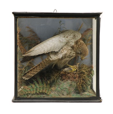 Lot 184 - Taxidermy:  a Victorian cased bird of prey