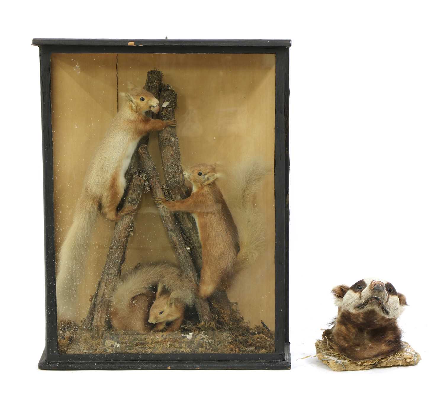 Lot 183 - A taxidermy diorama of three red squirrels