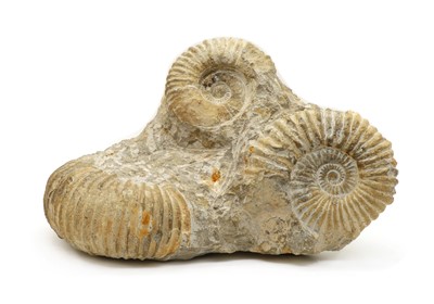 Lot 161 - An Ammonite fossil formation