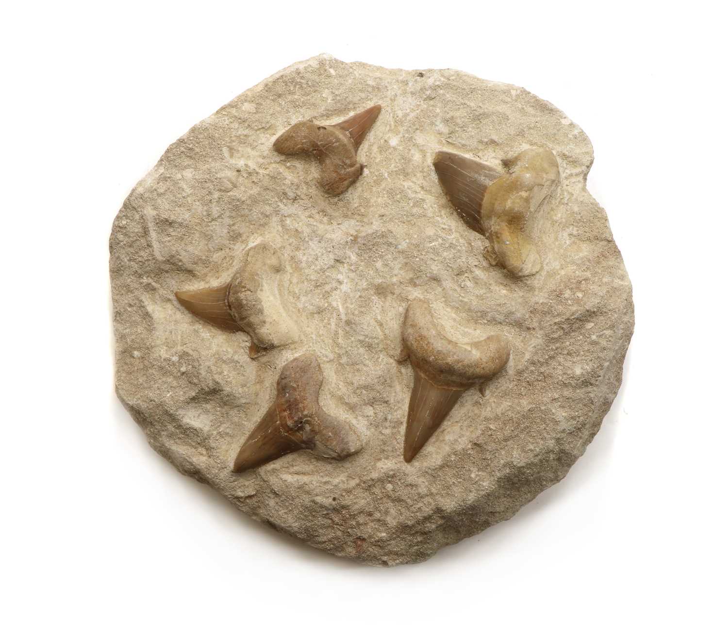 Lot 155 - An Otodus shark tooth slab