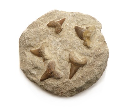 Lot 155A - An Otodus shark tooth slab