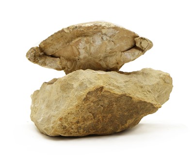 Lot 153 - A fossilised Harpactocacinus Punctatus crab