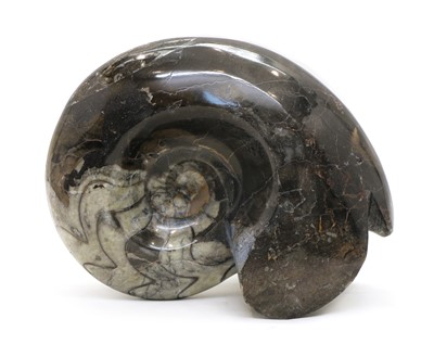 Lot 171 - A large polished Goniatite Ammonite