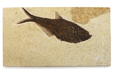 Lot 160 - A Knightia fish fossil