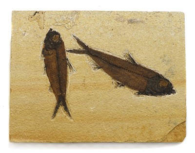 Lot 164 - A large fossil formed of two Knightia fish