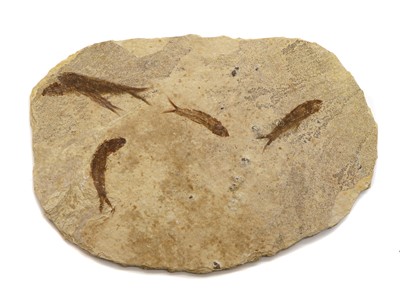 Lot 162 - A large fossil formed of five Knightia fish