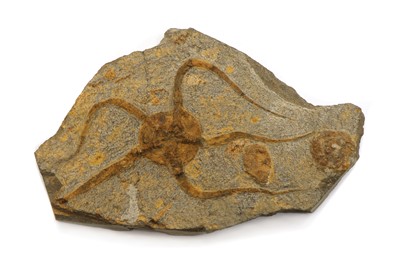 Lot 159 - A brittle starfish fossil