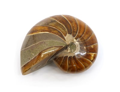 Lot 168 - A polished Madagascan Nautilus Ammonite