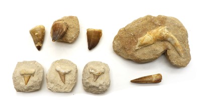 Lot 181 - A collection of fossilised teeth