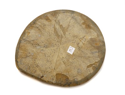 Lot 174 - A polished Goniatite plate