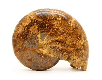 Lot 169 - A polished Madagascan Cleoniceras Ammonite