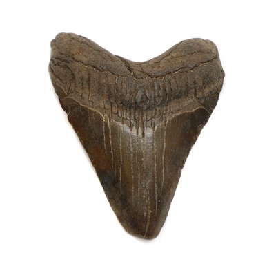 Lot 155 - A fossilised Megalodon tooth