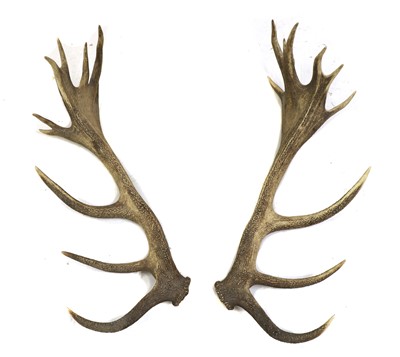 Lot 460 - A pair of deer antlers