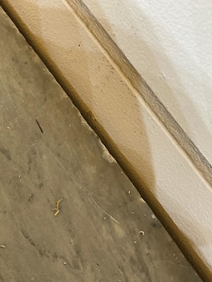 Lot 492 - A Louis XVI satinwood and mahogany commode