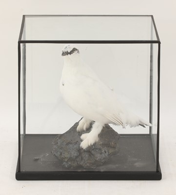 Lot 225 - Taxidermy: Ptarmigan (Lagopus muta)