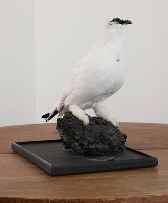 Lot 225 - Taxidermy: Ptarmigan (Lagopus muta)