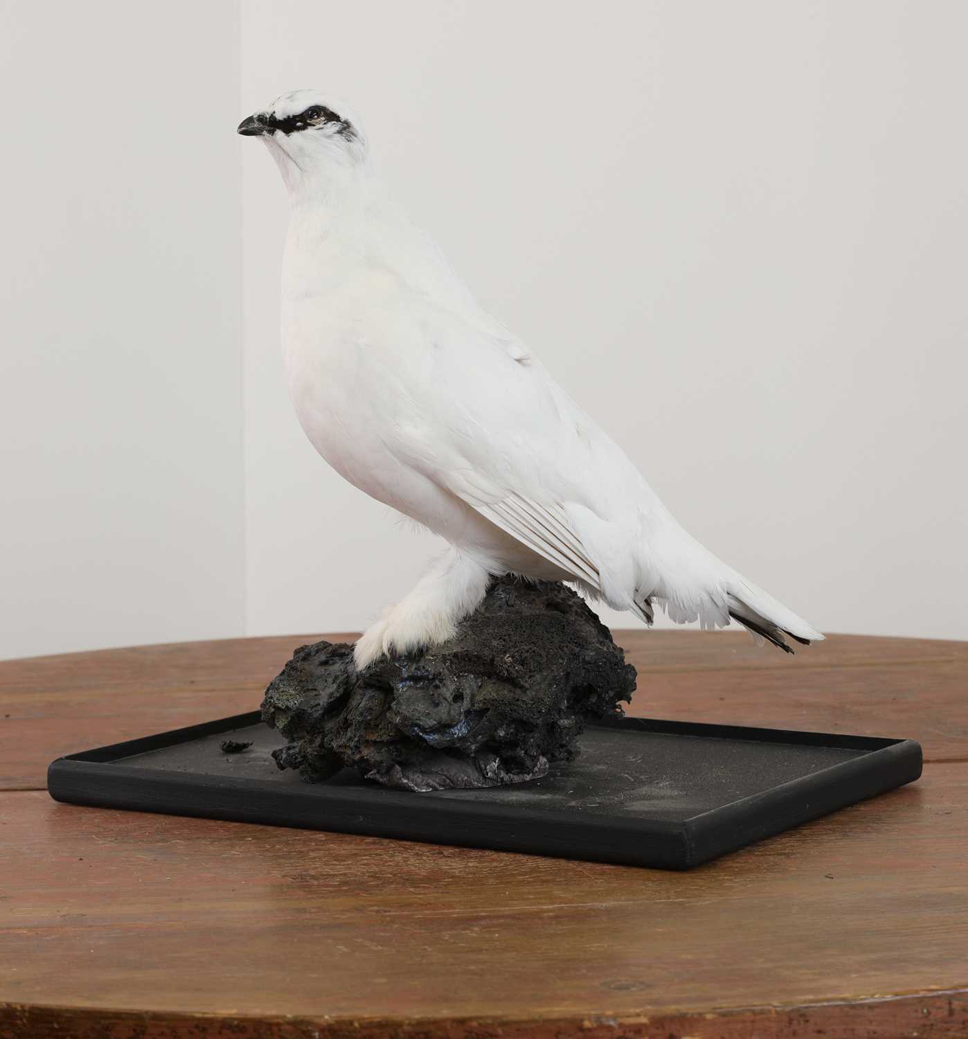 Lot 225 - Taxidermy: Ptarmigan (Lagopus muta)