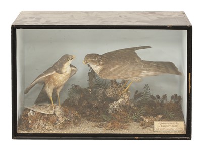 Lot 224 - Taxidermy: Sparrowhawks (Accipiter nisus)