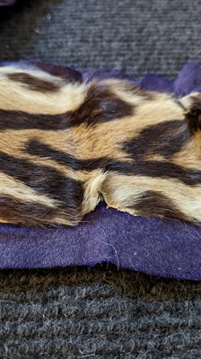Lot 203 - A tiger skin rug (Panthera Tigris)