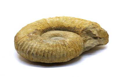 Lot 183A - A Morrocan Ammonite fossil