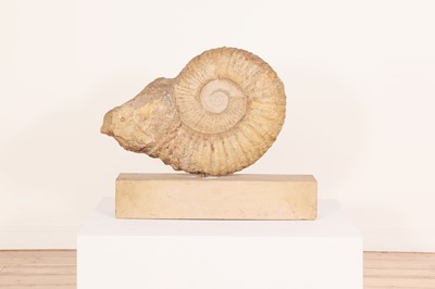 Lot 146 - A large ammonite fossil