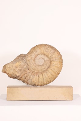 Lot 146 - A large ammonite fossil