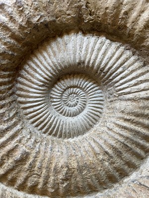 Lot 146 - A large ammonite fossil