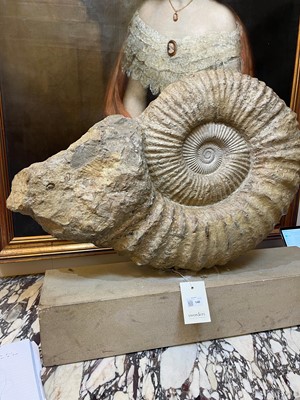 Lot 146 - A large ammonite fossil
