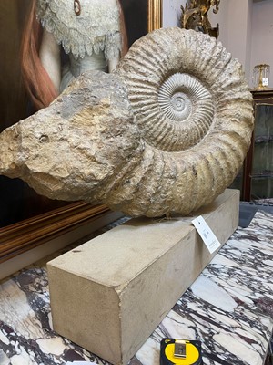 Lot 146 - A large ammonite fossil