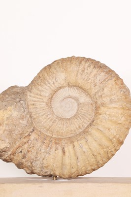 Lot 146 - A large ammonite fossil