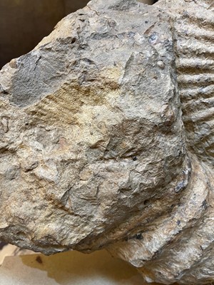 Lot 146 - A large ammonite fossil