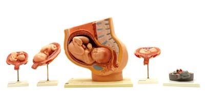 Lot 286 - A West German plastic scientific model of a baby in a womb