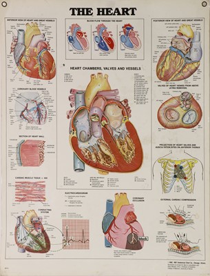 Lot 209 - A group of ten scientific display posters
