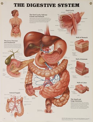 Lot 209 - A group of ten scientific display posters
