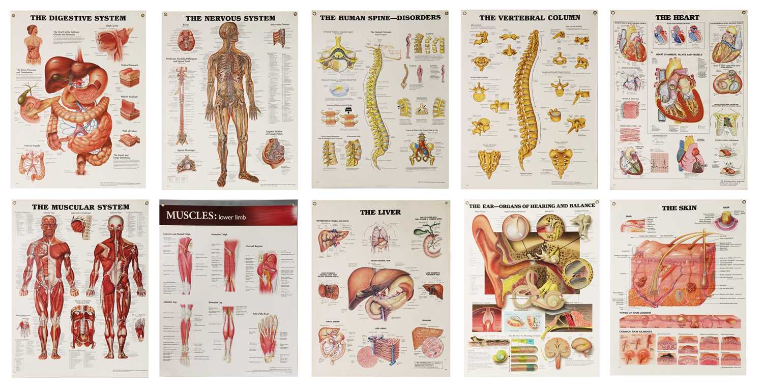 Lot 209 - A group of ten scientific display posters